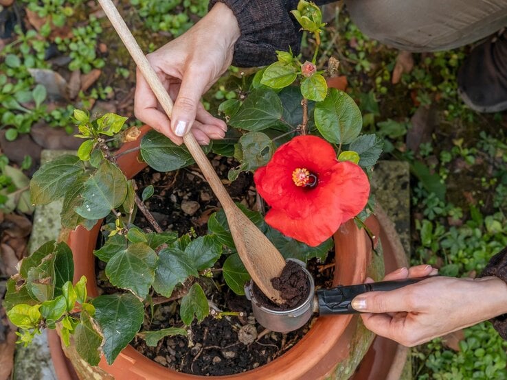 Nahaufnahme einer Hibiskuspflanze mit roter Blüte. Kaffeesatz als Dünger wird unter die Erde gemischt.