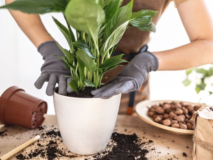 Eine Zimmerpflanze wird von zwei Händen mit grauen Handschuhen sorgfältig in frische Erde in einem weißen Topf gepflanzt.