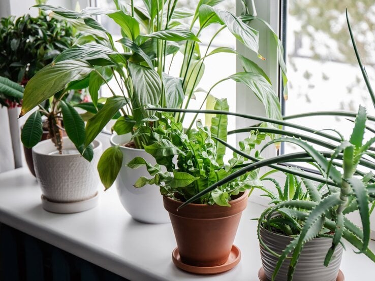 Mehrere grüne Zimmerpflanzen in Übertöpfen stehen auf einer weißen Fensterbank vor einem verschneiten Hintergrund.