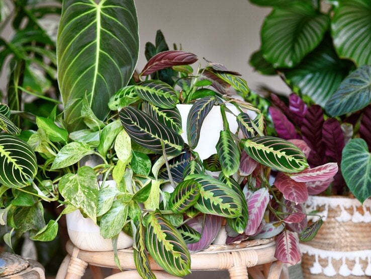 Verschiedenfarbige Zimmerpflanzen mit grünen, gemusterten und rosa Blättern stehen dekorativ in weißen und Korb-Pflanzgefäßen.