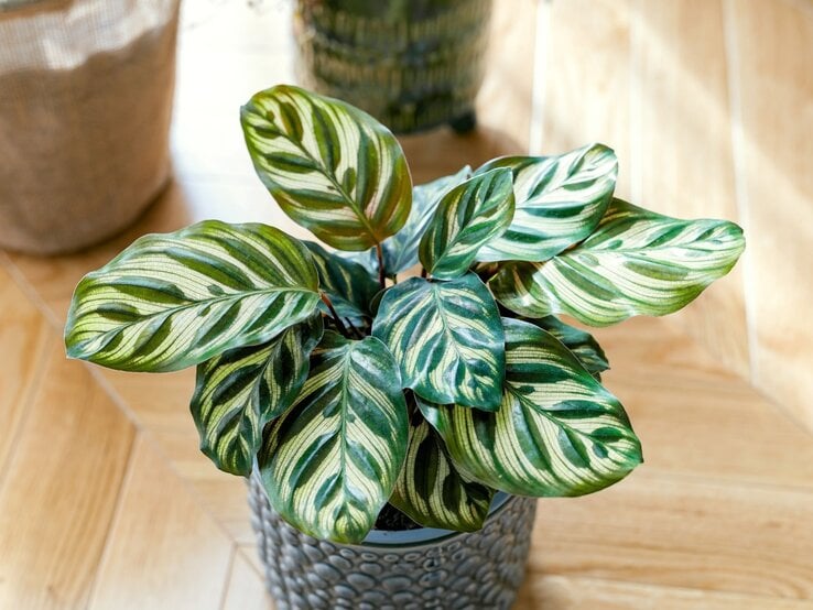 Tropische Pflanze mit länglichen, grün-weiß gestreiften Blättern in einem grauen Topf auf hellem Holzfußboden. | © Shutterstock/Damian Lugowski