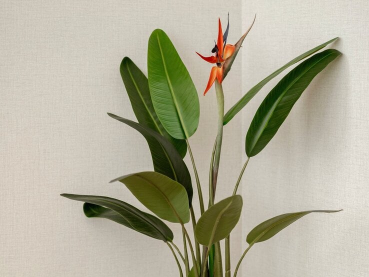 Tropische Pflanze mit elegant glänzenden grünen Blättern und einer auffälligen orange-schwarzen Blüte vor heller Wand. | © Shutterstock/oktamushendro