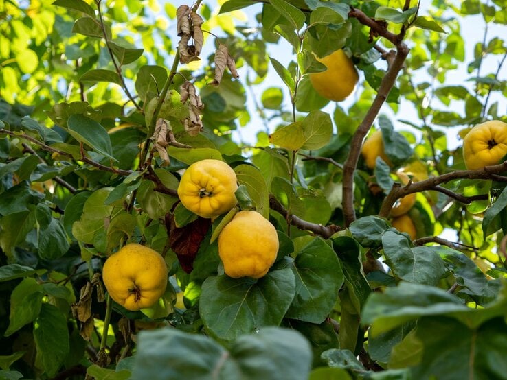 Gelbe Quitten hängen dicht zwischen grünen Blättern und teils trockenen Ästen eines strahlend sonnigen Obstbaums.