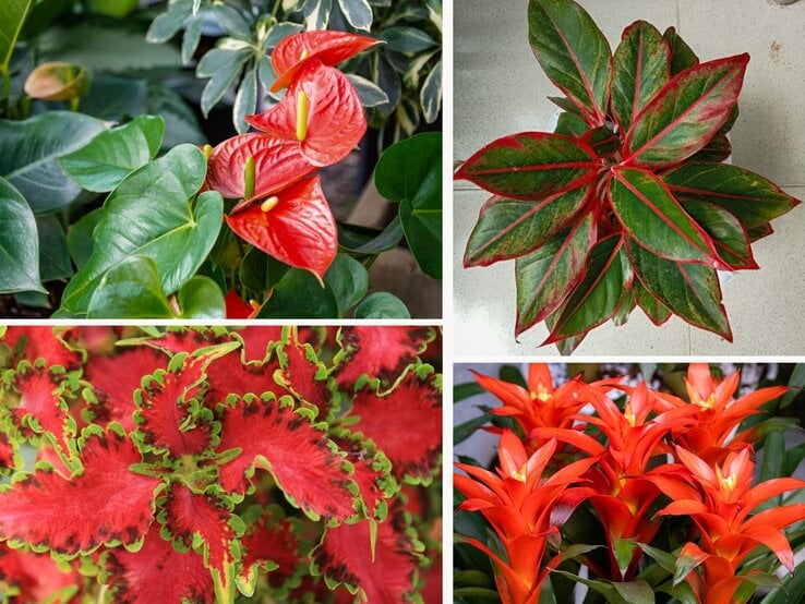 Vier Pflanzen perfekt inszeniert: Anthurie mit roten Blüten, grüne Blattpflanze mit roten Adern, bunte Coleus-Blätter, leuchtend orangene Bromelien. | © Canva/Collage:bildderfrau.de