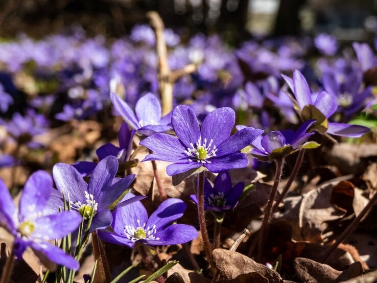 Nahaufnahme von violetten Frühlingsblüten mit weißen Staubgefäßen, umgeben von braunen Blättern in sonniger Waldkulisse. | © Shutterstock/Kristine Rad