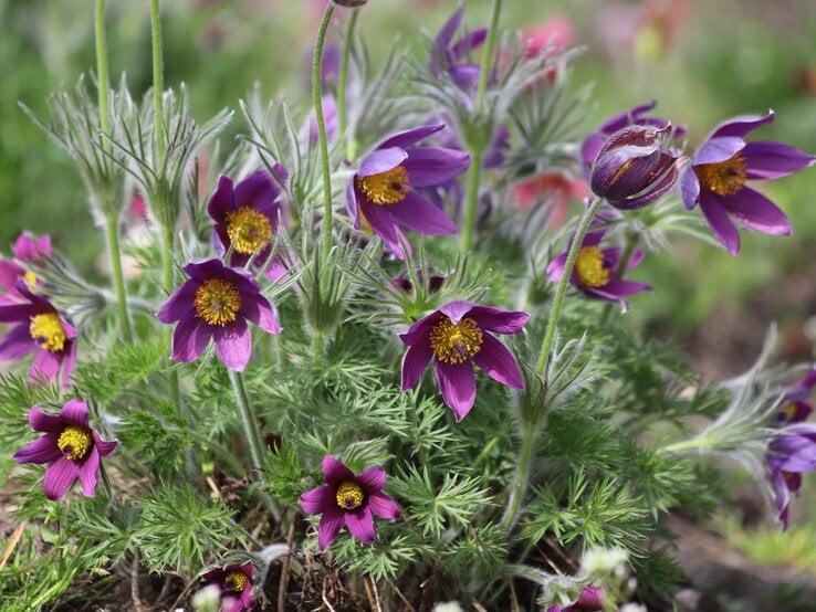 Dunkelviolette Blüten mit gelbem Zentrum und feinen, pelzigen Blättern wachsen dicht an grünen, filigranen Stängeln. | © Shutterstock/Kabar