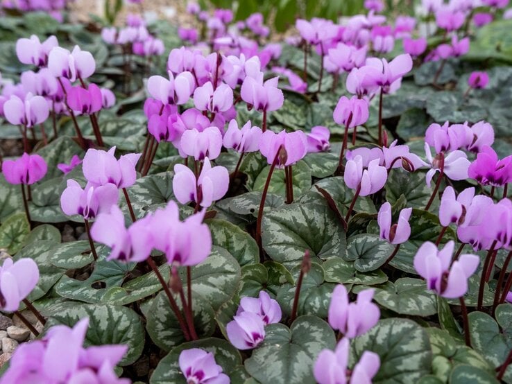 Zarte, pink-weiße Blüten mit eleganten Stielen blühen über grünen, silbrig gemusterten Blättern auf Kiesboden.