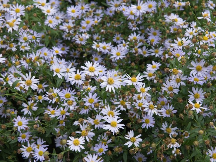 Ein dichter Teppich aus kleinen, hellvioletten Blüten mit goldgelben Mittelpunkten auf grüner, buschiger Pflanzenbasis.
