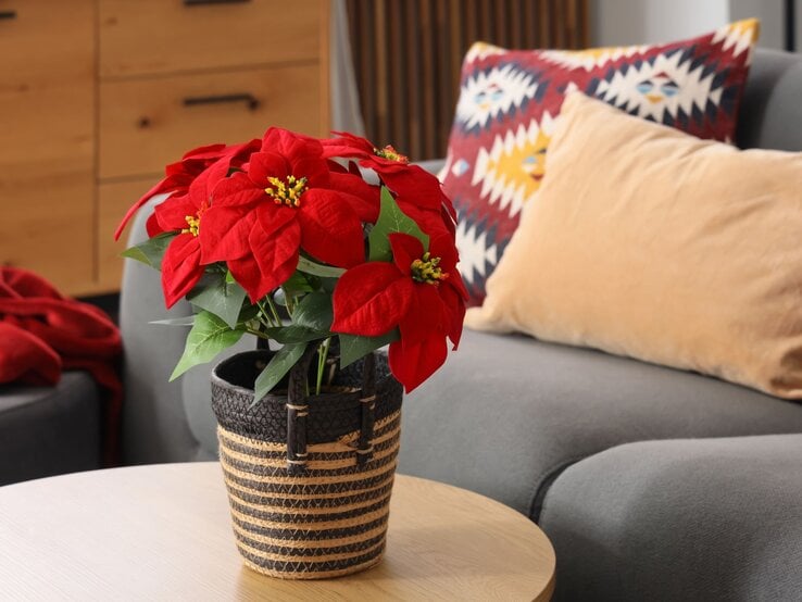 Ein leuchtend roter Weihnachtsstern in einem geflochtenen Korb steht auf einem hellen Holztisch, im Hintergrund ein graues Sofa mit bunten Kissen.