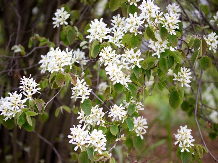 Zarte Blüten mit weißen Blättern trotzen an schlanken Ästen im Licht eines üppigen Frühlingstages.
