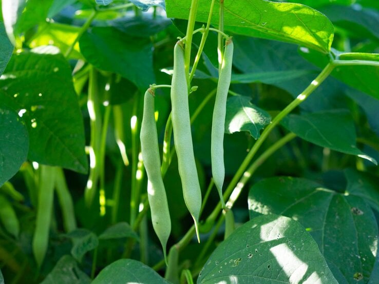 Reife grüne Bohnen hängen an langen Stielen zwischen dichtem, sonnendurchflutetem Laub im Gemüsegarten.