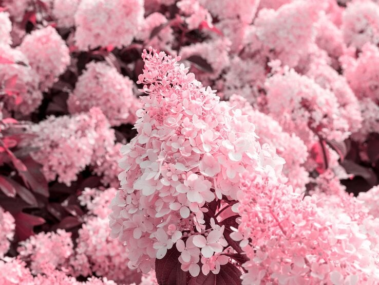 Nahaufnahme von rosafarbenen Schneeballhortensien mit üppigen, flachen Blütenständen vor einem Hintergrund aus weiteren blühenden Hortensien.