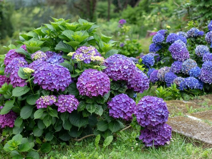 Ein dichter Hortensienstrauch mit violetten und blauen Blütenbällen, umgeben von grünen Blättern auf grasigem Untergrund.