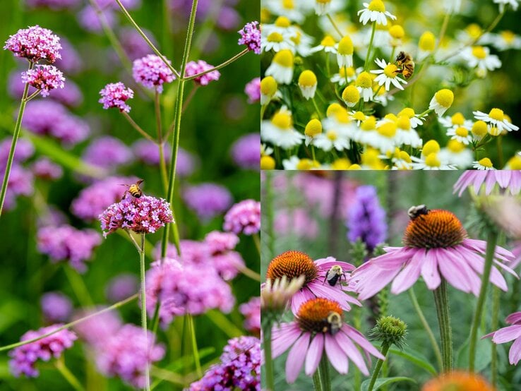 Die bienenfreundliche Staude Eisenkraut mit Biene.