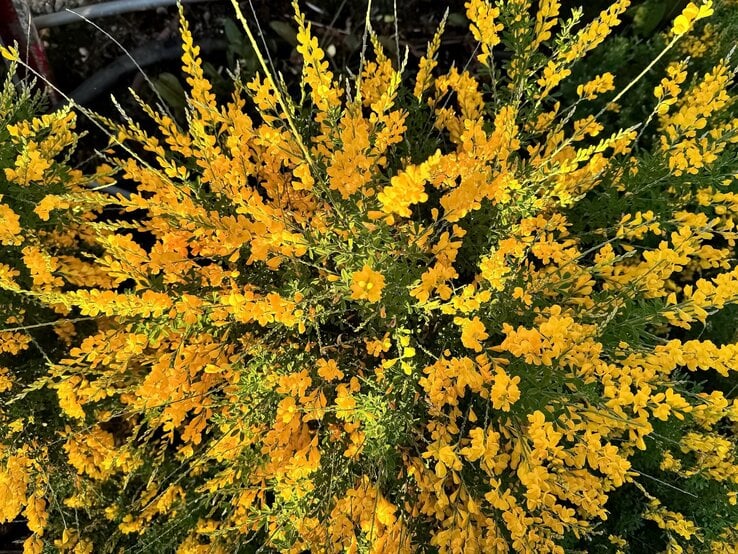 Ein dichtes Gestrüpp aus leuchtend gelben Blüten in strahlendem Sonnenlicht, umgeben von grünem Laub mit dunklem Erduntergrund. | © Shutterstock/topimages