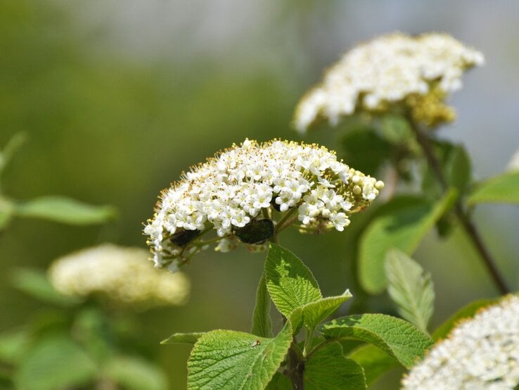 Kleine weiße Blüten in dichten Dolden auf grünen Stängeln, mit unscharfem Hintergrund in natürlichen Grüntönen. | © Shutterstock/Orest lyzhechka