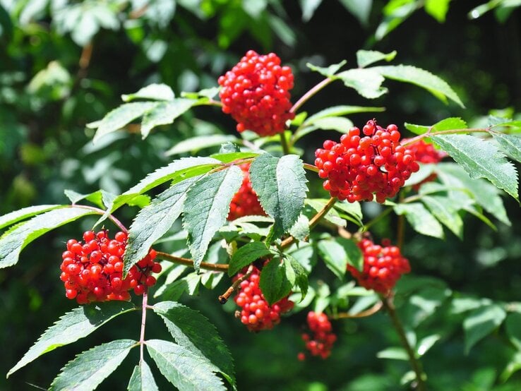 Leuchtend rote Beeren in dichten Trauben an grünen Blättern in einem sonnigen Waldumfeld. | © Shutterstock/Robert Biedermann