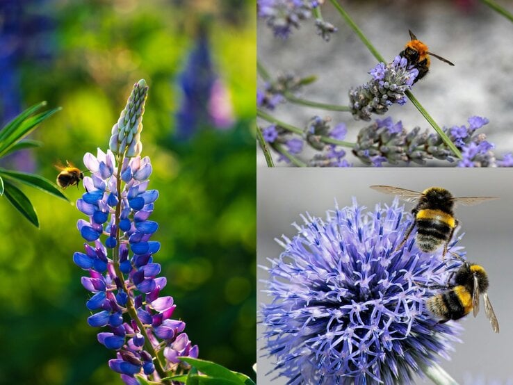 Eine Hummel schwebt am Morgen vor einer violett-blauen Lupinenblüte in einem grünen Garten.