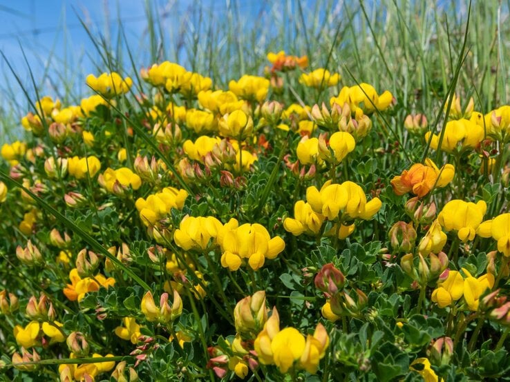 Leuchtende gelbe Blumen mit grünen Blättern und orangefarbenen Knospen wachsen in dichtem Gras unter klarem blauen Himmel. | © Shutterstock/Tom Meaker