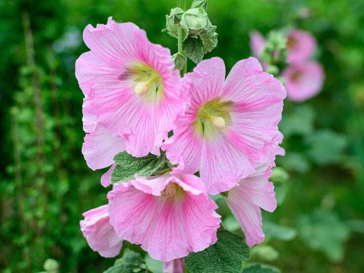 Große rosa Stockrosen mit filigranen Blütenblättern und grünem Laub entfalten sich in einem sommerlichen Garten. | © Shutterstock/Althaea officinalis