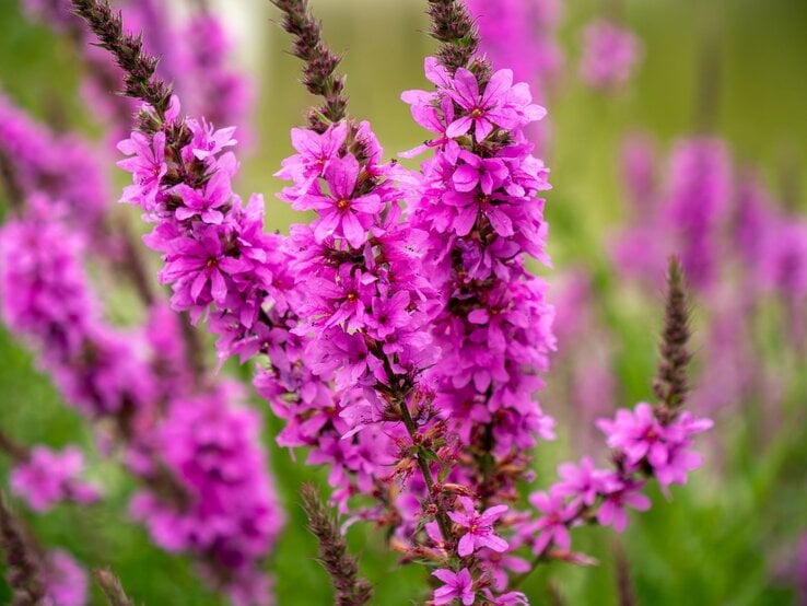 Nahaufnahme violetter Blütenrispen in voller Pracht, mit knospenden Seitenzweigen vor unscharfem, grünem und lilafarbenem Hintergrund. | © Shutterstock/Lee waranyu