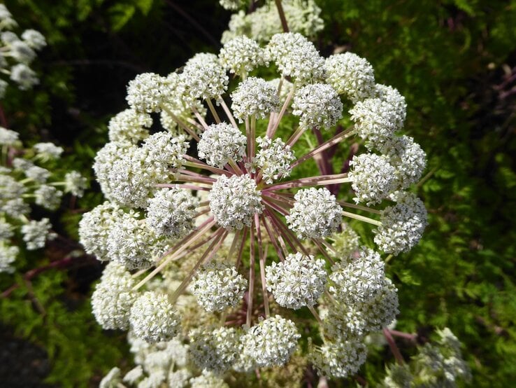 Nahaufnahme einer großen, kugelförmigen Dolde aus kleinen weißen Blüten mit zarten, rosa und grünen Stängeln. | © Shutterstock/Cyanid