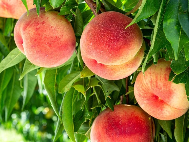 Pfirsiche an einem Baum, der in der Sonne steht