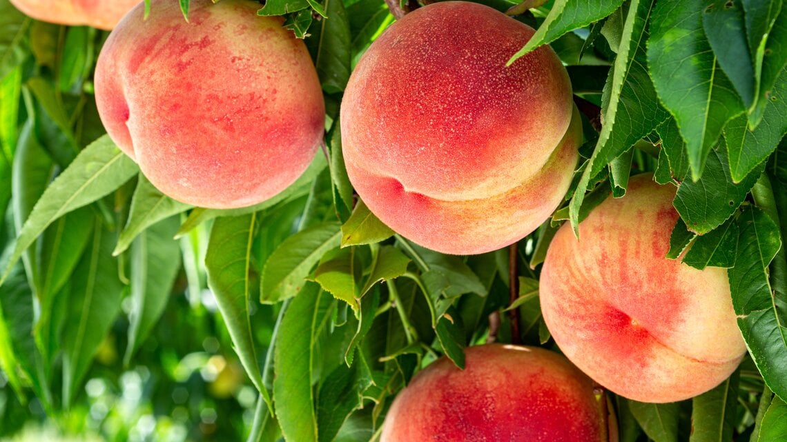 Pfirsiche an einem Baum, der in der Sonne steht