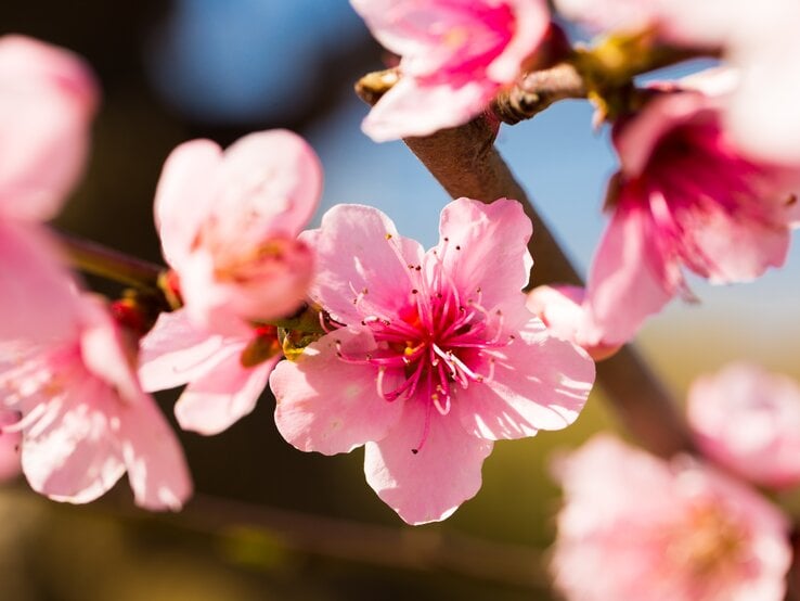 Rosa Pfirsichblüten in der Sonne.  | © AdobeStock /caftor 