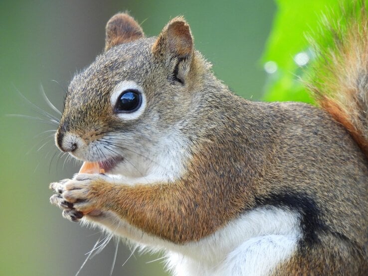 Ein Grauhörnchen isst etwas.  | © Getty Images/Chris Trory