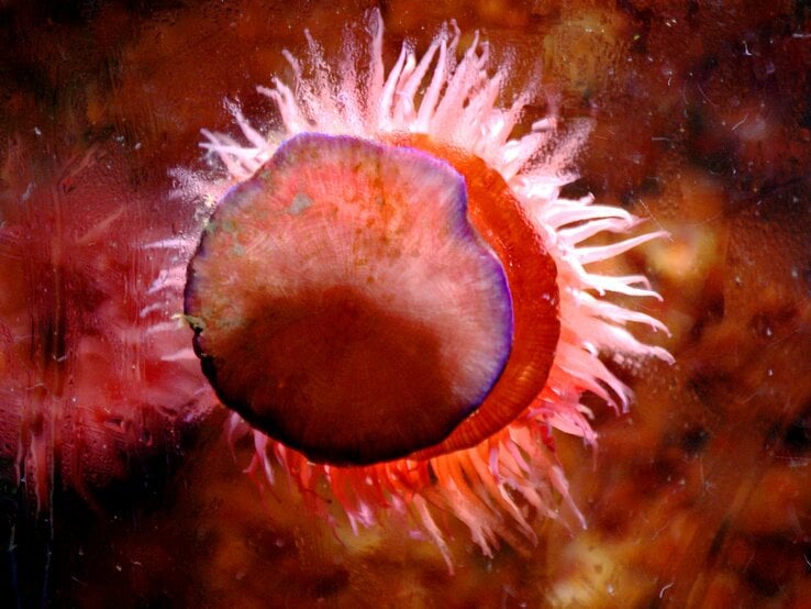 Eine rote Feuerqualle in Großaufnahme