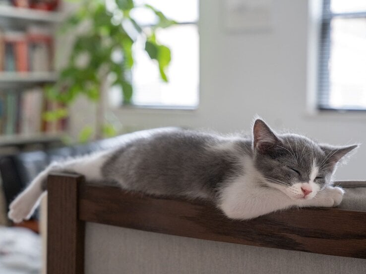 Grauweißes Kätzchen schläft ausgestreckt mit entspanntem Gesicht auf einer Holzlehne in hellem, gemütlichem Wohnzimmer.
