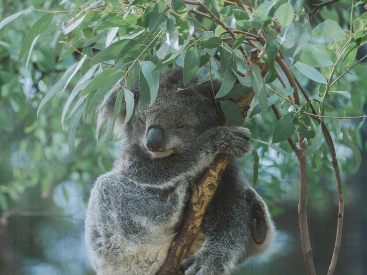 Schlafender Koala mit grauem Fell umklammert friedlich einen Ast im Eukalyptusbaum, umgeben von grünem Blattwerk.