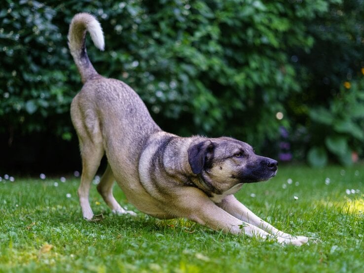 Kräftiger, mittelgroßer Hund mit hellbraunem Fell und dunkler Schnauze dehnt sich im Gras vor dichtem, grünem Buschwerk.