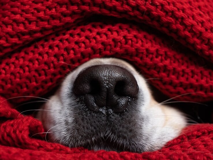 Schwarze Hundenase ragt aus dichter roter Strickdecke, umgeben von weichem, hellgrauem Schnauzenfell.