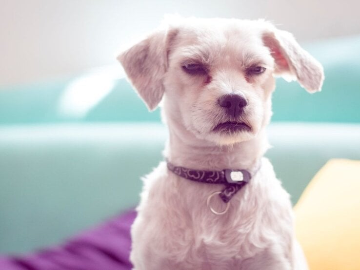 Kleiner weißer Hund mit kurzem Fell und schwarzem Halsband blickt missmutig auf einem bunten Sofa ins Bild. | © Getty Images / TzuReyes