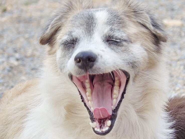 Mittelgroßer Hund mit beigem und weißem Fell gähnt mit weit aufgerissenem Maul auf kiesigem Untergrund.