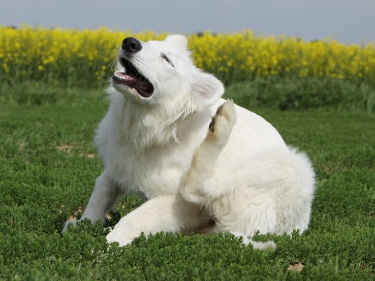 Weißer, junger Hund mit dichtem Fell kratzt sich genüsslich mit der Hinterpfote auf einer grünen Wiese im Sonnenschein.