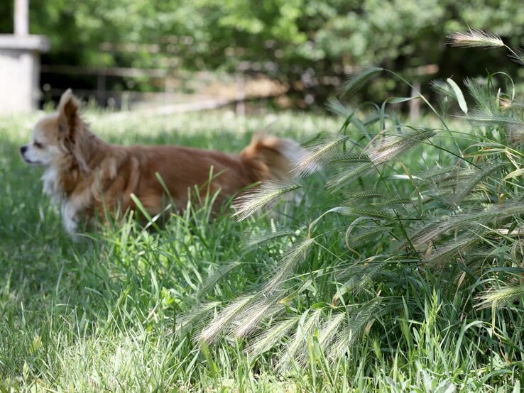 Kleiner brauner Langhaarchihuahua steht aufmerksam im hohen Gras vor einem dichten Busch mit wilden Ähren, im lichten Schatten.
