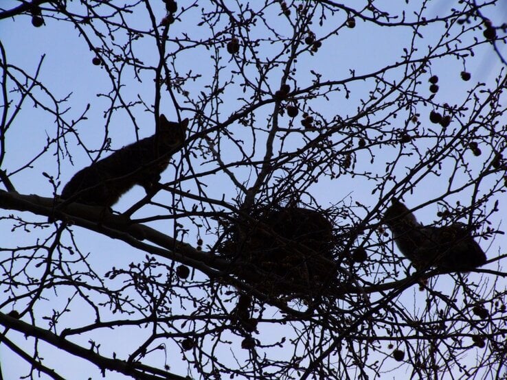 Zwei Katzen kauern lauernd in kahlem Geäst nahe einem Vogelnest bei Dämmerlicht vor blauem Himmel.