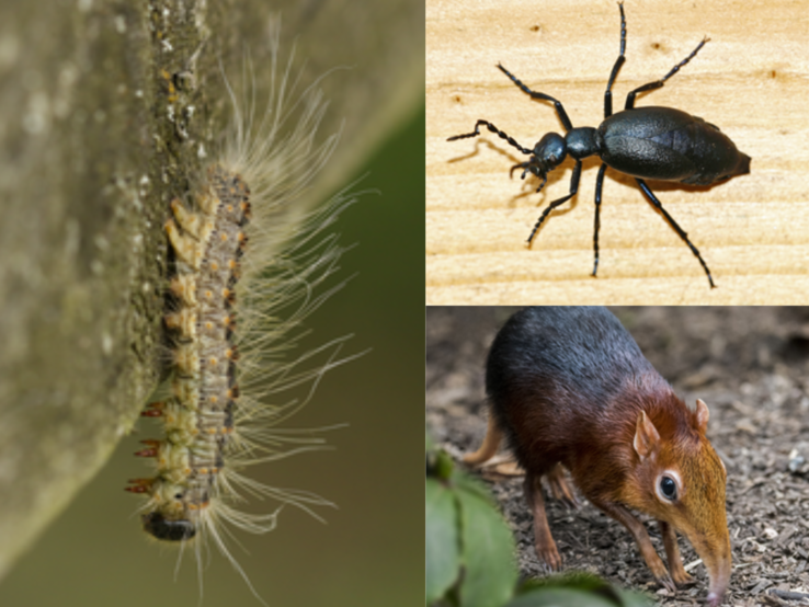 Eine behaarte Raupe kriecht senkrecht an Baumrinde, daneben ein schwarzer Ölkäfer auf Holz und eine Elefantenspitzmaus auf Waldboden.