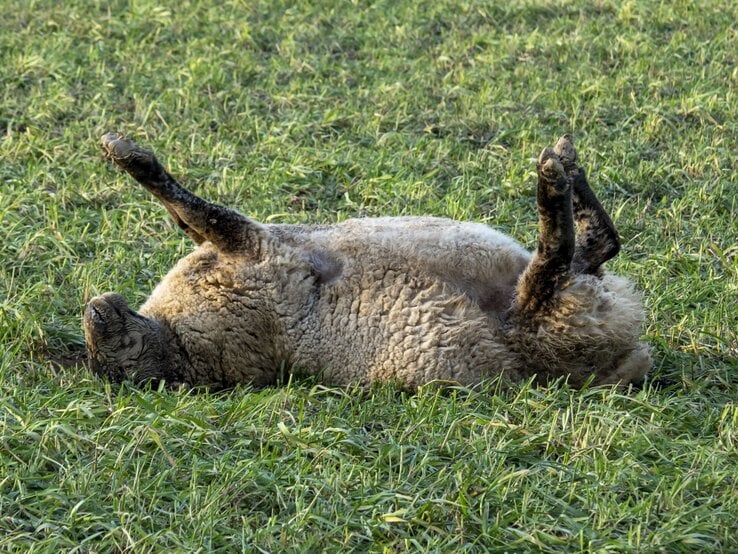 Ein dickwolliges Schaf liegt mit allen vieren nach oben auf einer grünen Wiese und scheint sich entspannt zu wälzen. | © Getty Images / Ashley Cooper