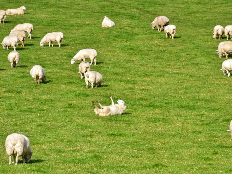 Auf einer sonnigen Weide voller grasender Schafe liegt mittig ein Schaf mit erhobenen Beinen rücklings auf dem Rücken.