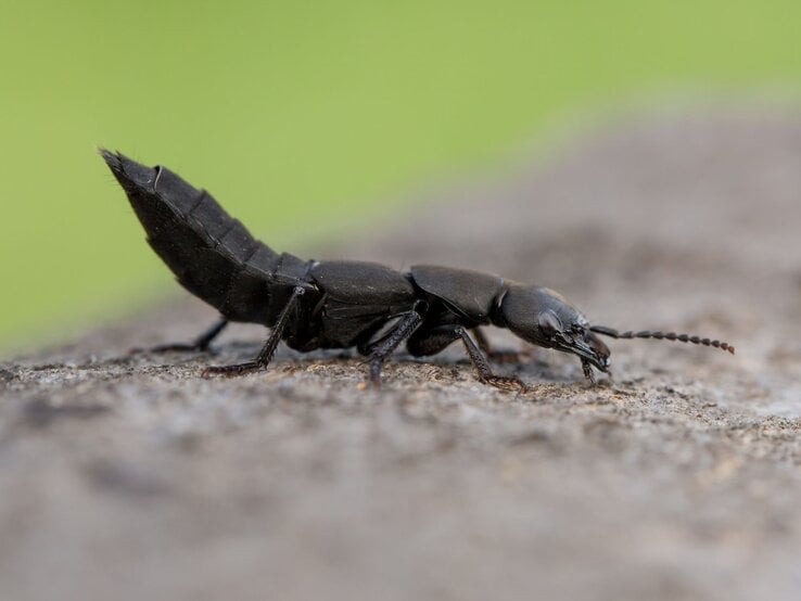 Schwarzer Moderkäfer mit erhobenem Hinterleib krabbelt auf rauer Steinoberfläche vor unscharf grünem Hintergrund.