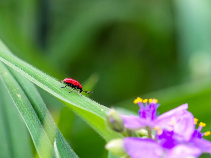 Ein leuchtend roter Käfer krabbelt über ein grünes Blatt, im Vordergrund violette Blüten mit gelben Staubblättern.