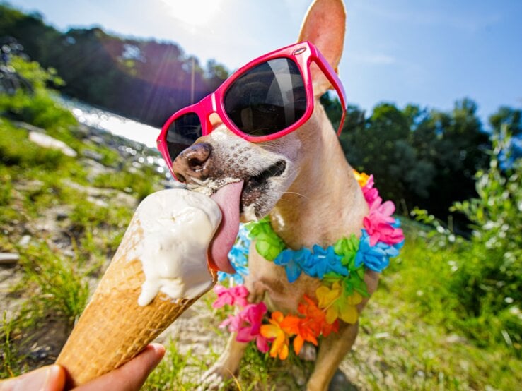 Ein Hund mit Sonnenbrille und Hawaii-Blumen um den Hals schleckt Eis aus einem Hörnchen. Die Sonne strahlt.
