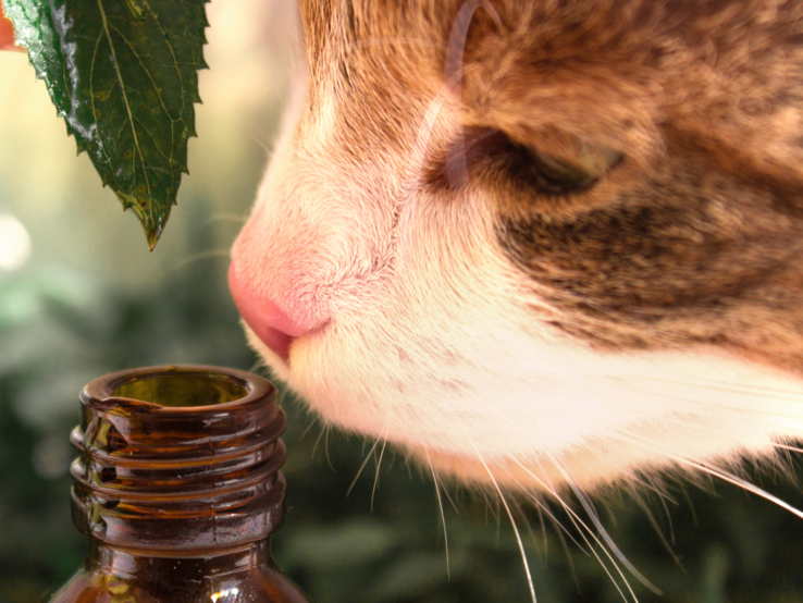 Eine neugierige rotbraun-weiße Katze schnuppert mit gespitzter Nase an einer geöffneten braunen Glasflasche im Grünen.