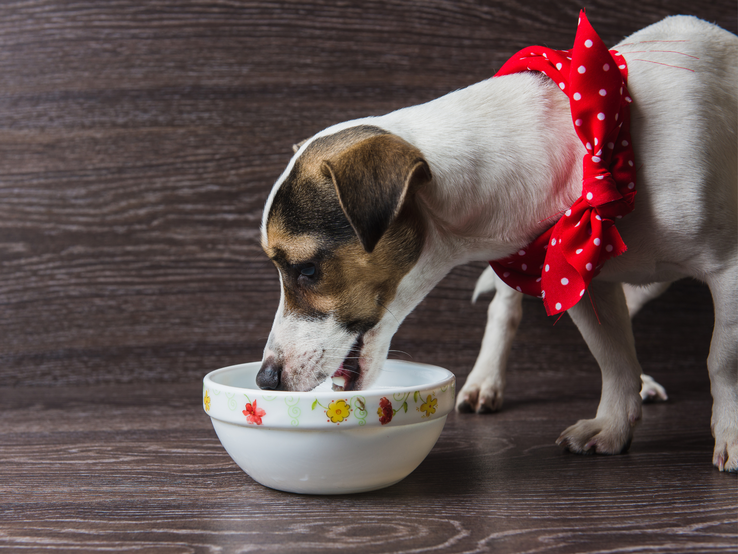 Hund frisst aus Napf