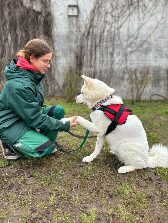 Hündin Lucy, ein Akita Inu aus dem Berliner Tierheim | © Tierheim Berlin