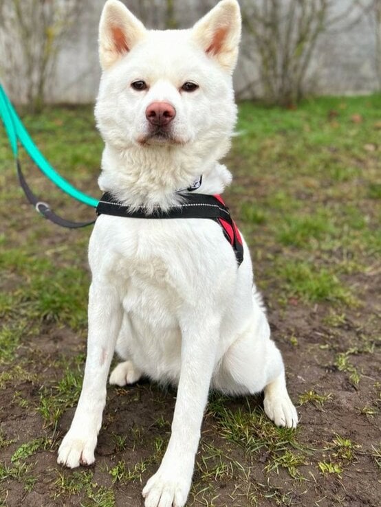 Hündin Lucy, ein Akita Inu aus dem Berliner Tierheim | © Tierheim Berlin